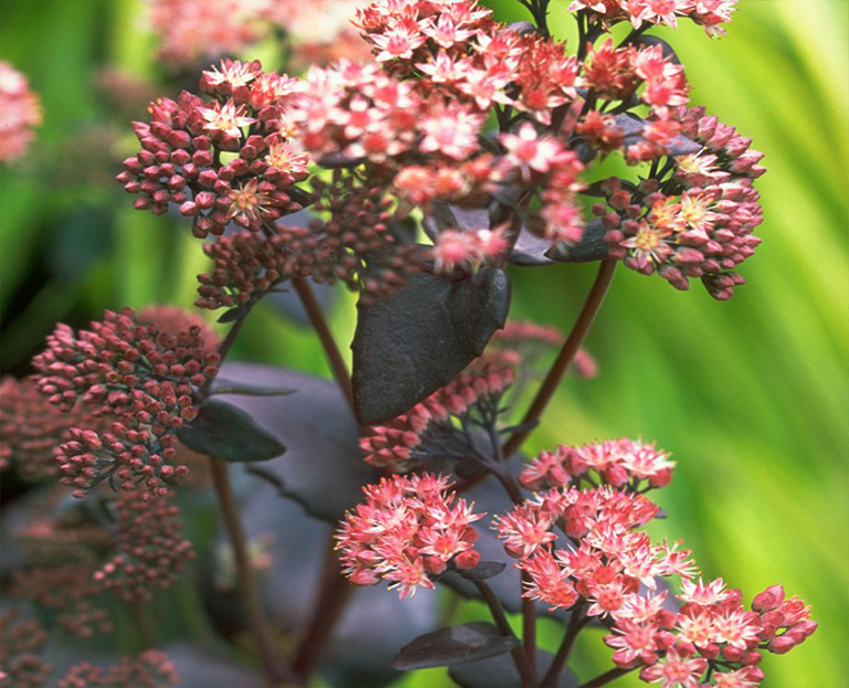 利用10種耐旱的夏季植物幫助植物花園抵御yan熱（下）