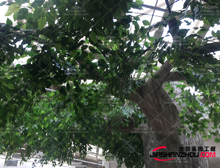 仿真樹的適應性和耐久性人造仿真樹要經過特殊的工藝處理和測試