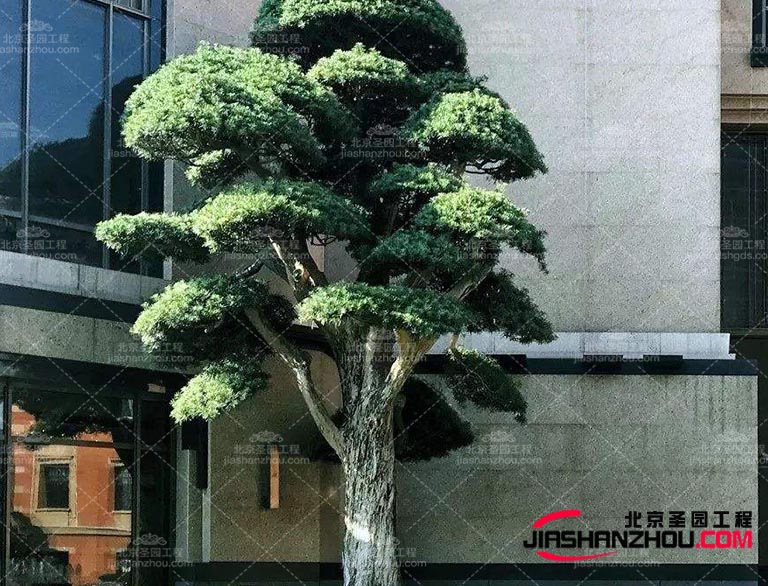 仿真樹這是訪問(wèn)巴黎并了解室內(nèi)設(shè)計(jì)界新趨勢(shì)的好時(shí)機(jī)