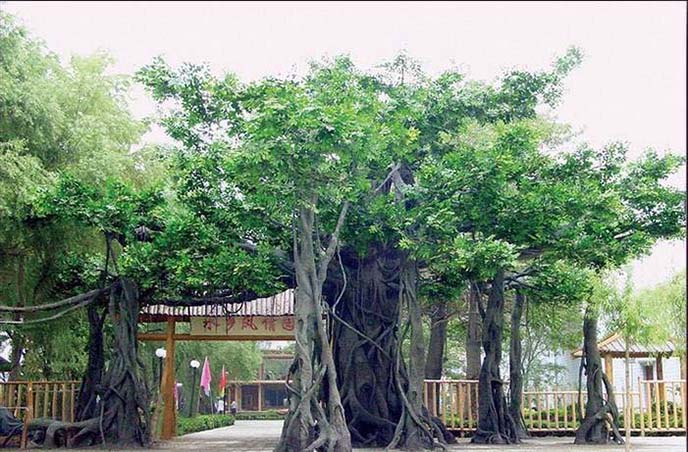 仿真榕樹