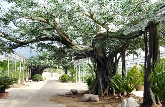 仿真榕樹制作