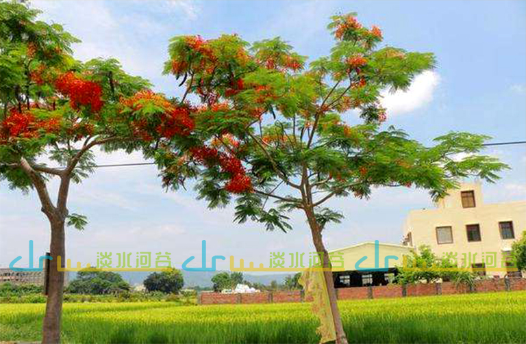 仿真樹.jpg 仿真樹