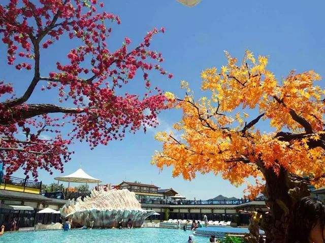 仿真樹.jpeg 仿真樹