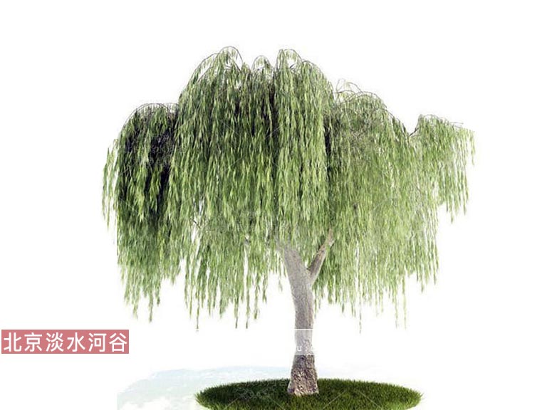 1583463977173806.jpg gf.jpg