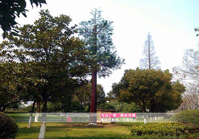 信號塔樹.jpg 信號塔樹