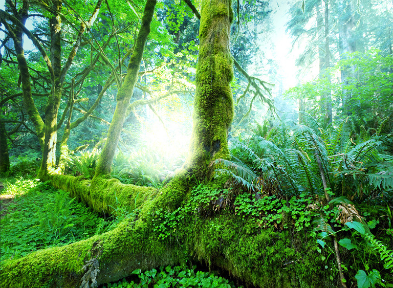 仿真樹.jpg 仿真樹