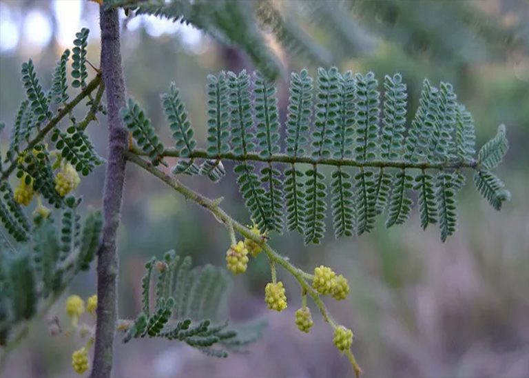 仿真樹.jpg 仿真樹