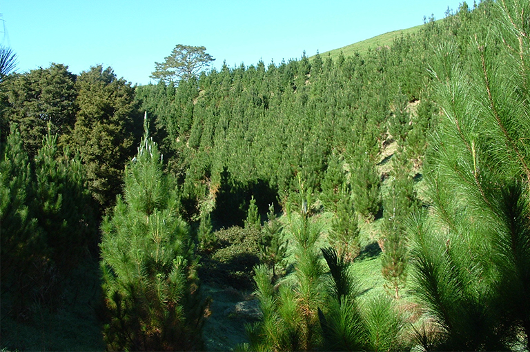 仿真樹.jpg 仿真樹