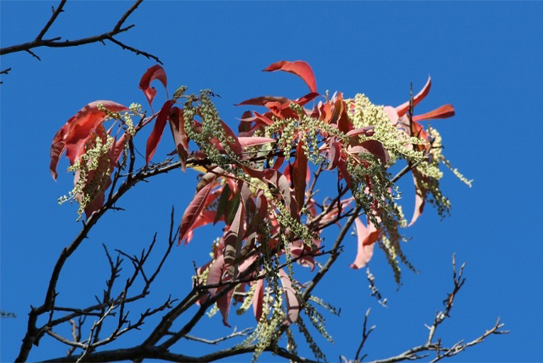 仿真樹.jpg 仿真樹