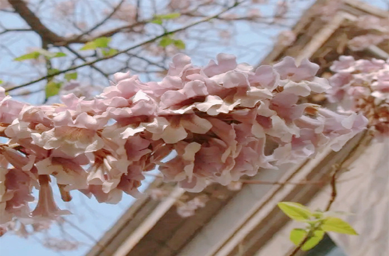 仿真樹.jpg 仿真樹