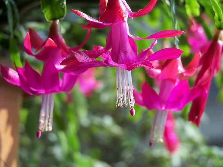 仿真樹.jpeg 仿真樹