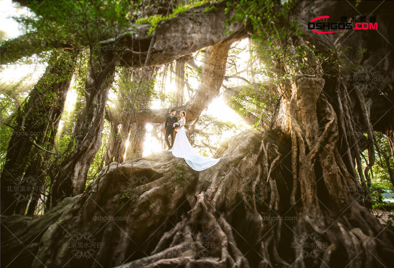 景觀仿真樹圖片