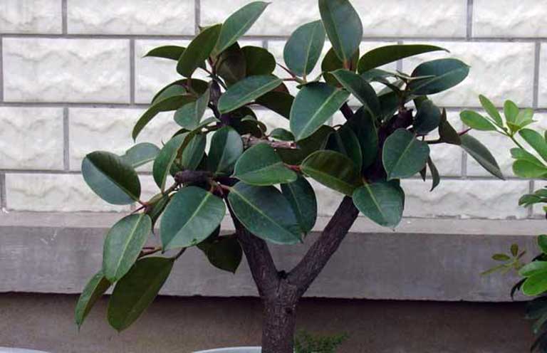 橡皮樹的風水說法