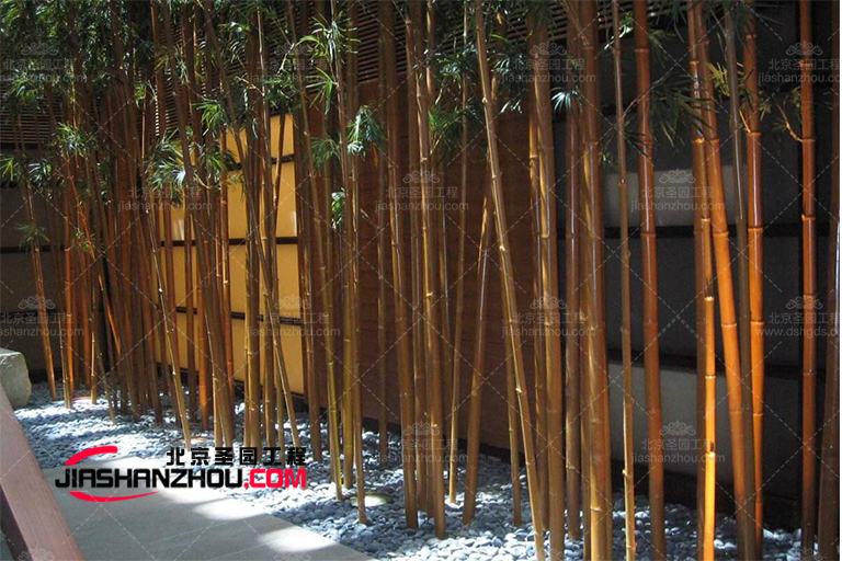 仿真樹.jpg 仿真樹